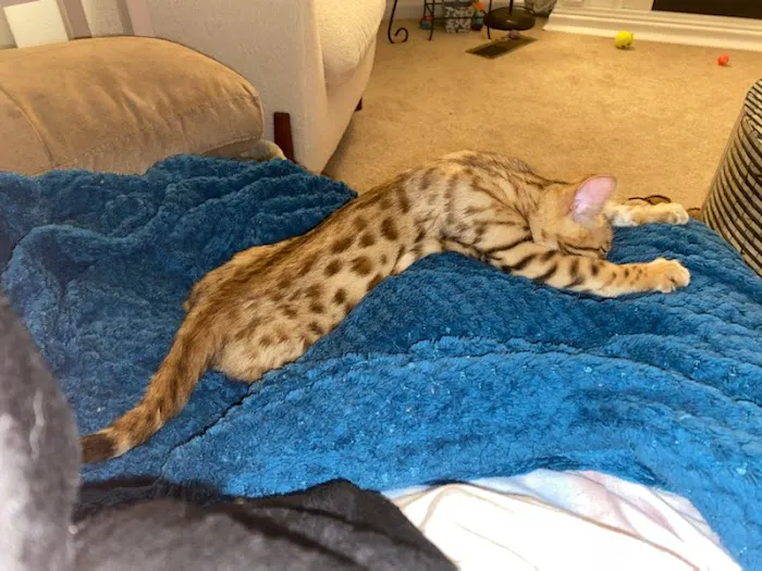 TarzanPrintsBengals Picture 2