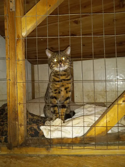 TarzanPrintsBengals Picture 4