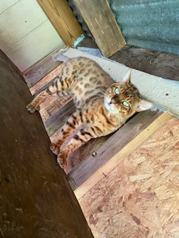 TarzanPrintsBengals Picture 3