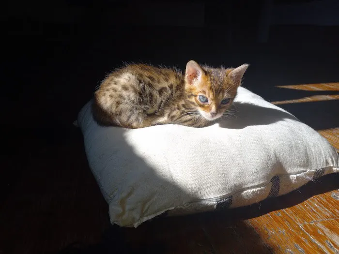 TarzanPrintsBengals Picture 1