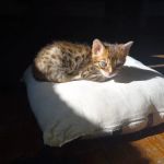 TarzanPrintsBengals