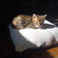TarzanPrintsBengals ico