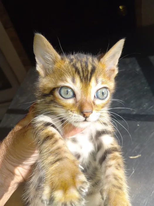 TarzanPrintsBengals Picture 5