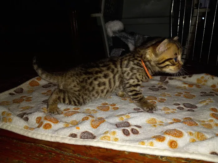 TarzanPrintsBengals Picture 6