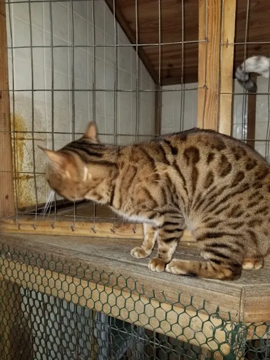 TarzanPrintsBengals Picture 7