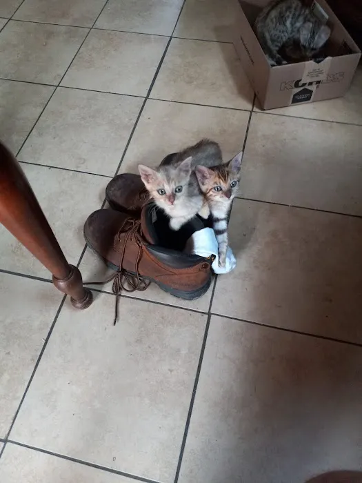 TarzanPrintsBengals Picture 8
