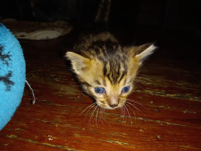 TarzanPrintsBengals Picture 9