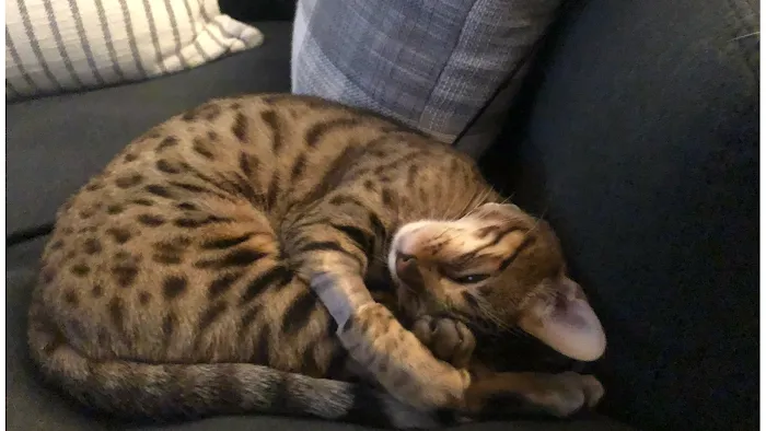 TarzanPrintsBengals Picture 10