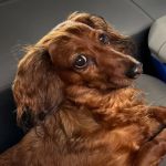 Paws Animal Hospital