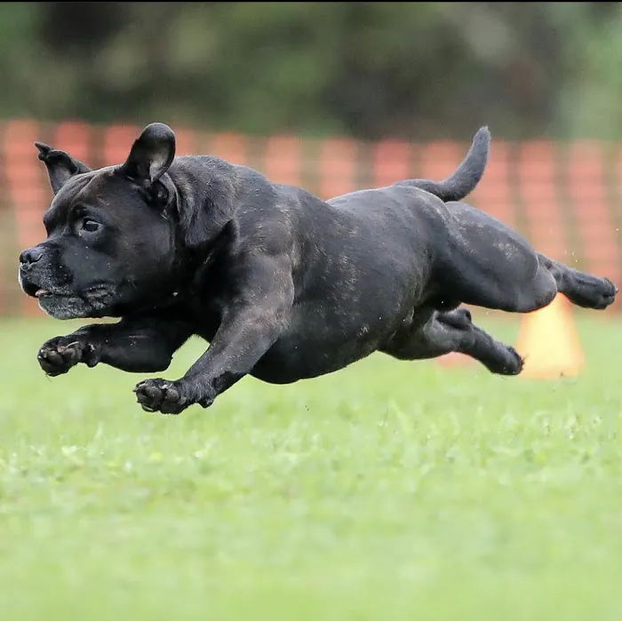 Paws Animal Hospital Picture 6