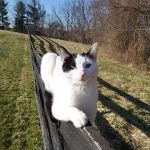Animal Hospital of West Manheim