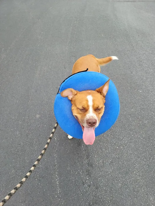 Animal Hospital of West Manheim Picture 3