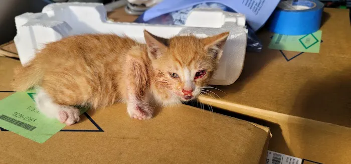 Animal Hospital of West Manheim Picture 5