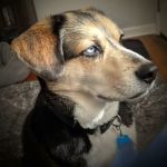 Aloha Animal Hospital