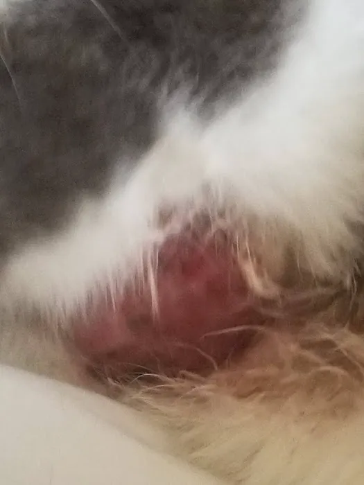 Aloha Animal Hospital Picture 3