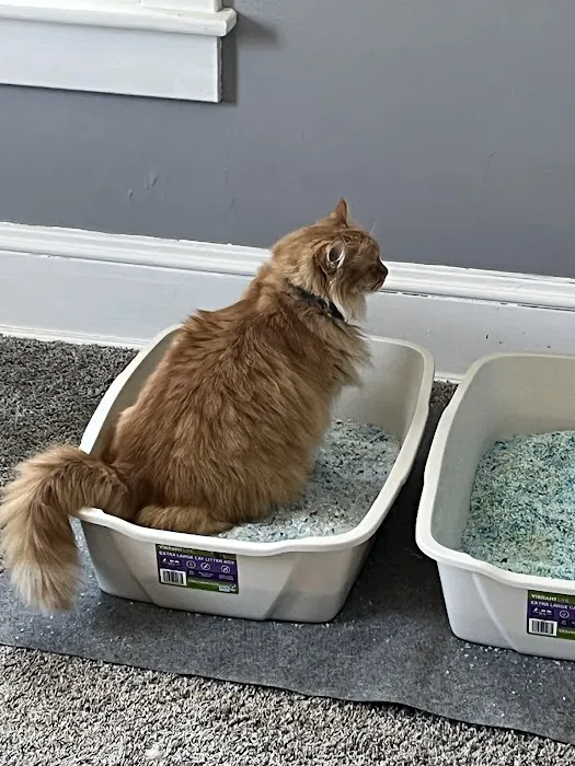 Priority Paws Veterinary Urgent Care Picture 1