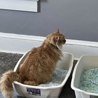 Priority Paws Veterinary Urgent Care ico