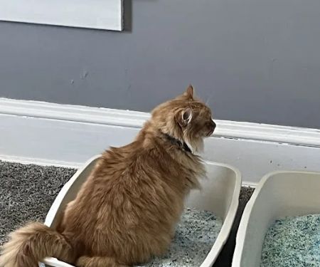 Priority Paws Veterinary Urgent Care