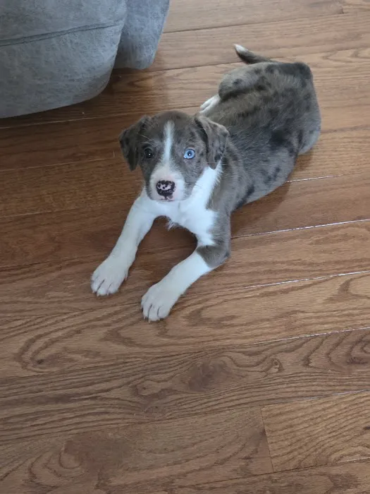 Priority Paws Veterinary Urgent Care Picture 4