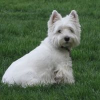 Yorkshire Animal Hospital ico