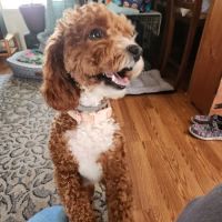 Vetco Vaccination Clinic ico