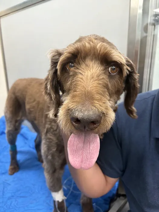Animal Emergency & Referral Center of York, A Thrive Pet Healthcare Partner Picture 2