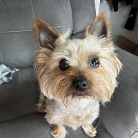 Animal Emergency & Referral Center of York, A Thrive Pet Healthcare Partner ico