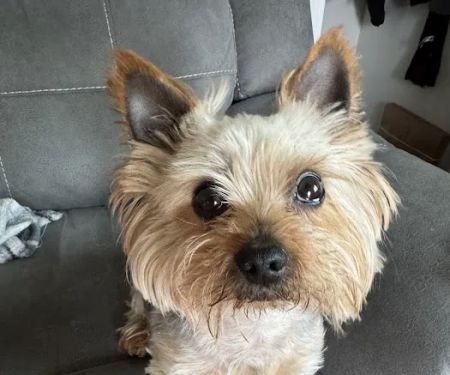 Animal Emergency & Referral Center of York, A Thrive Pet Healthcare Partner