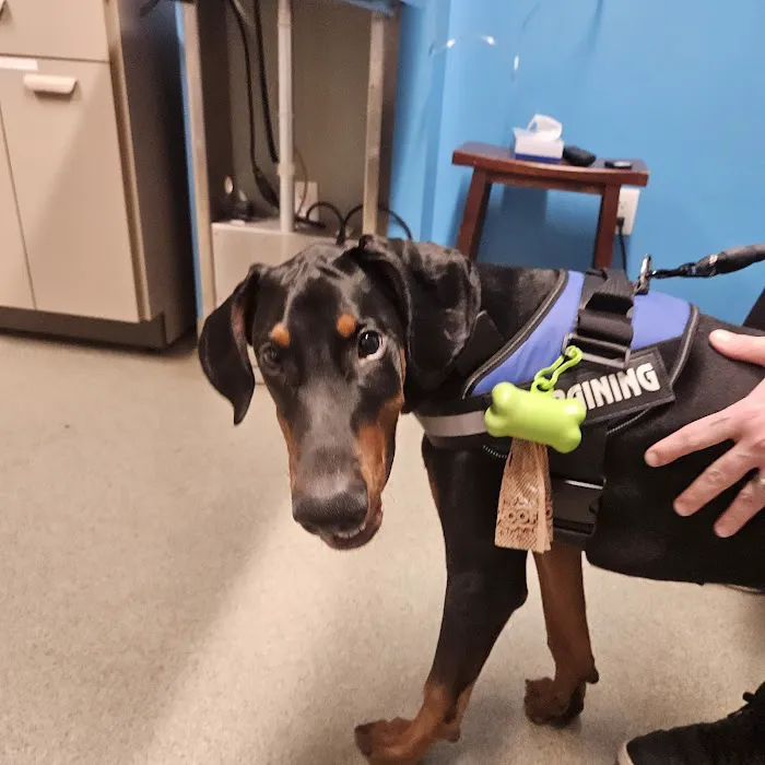 Animal Emergency & Referral Center of York, A Thrive Pet Healthcare Partner Picture 9