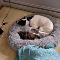 Hill Street Veterinary Hospital ico