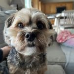 East York Veterinary Center