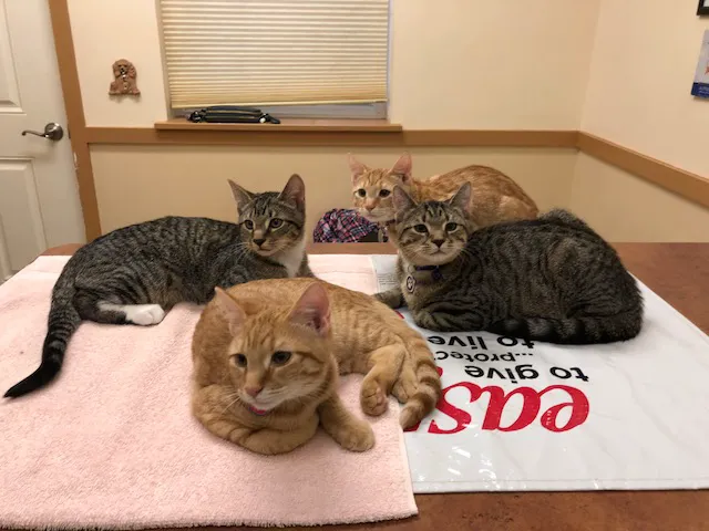 East York Veterinary Center Picture 9