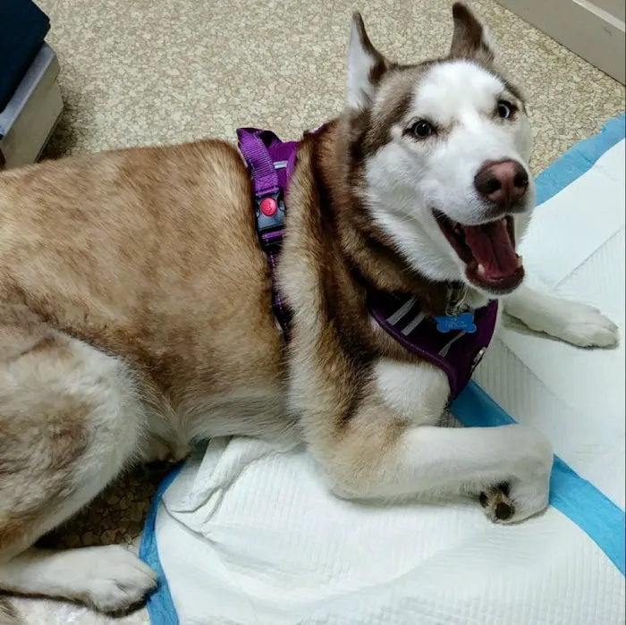 Community Animal Hospital Picture 1