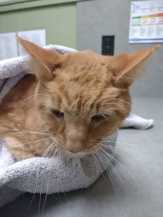 Community Animal Hospital Picture 5