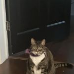 Lutherville Animal Hospital