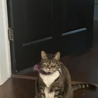 Lutherville Animal Hospital ico