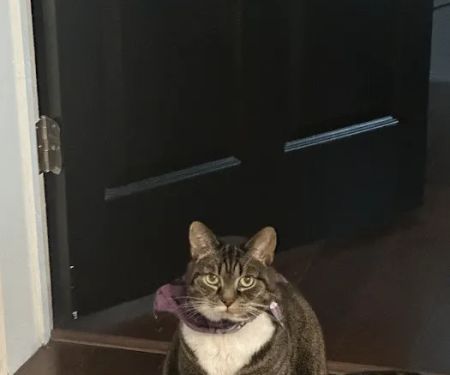 Lutherville Animal Hospital