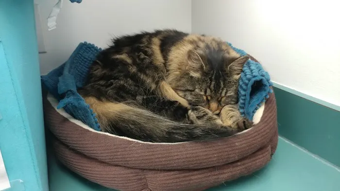Ruxton Animal Hospital Picture 1