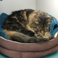 Ruxton Animal Hospital ico