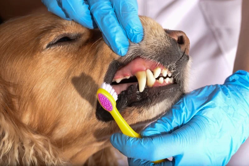 Preventing Tartar, Bad Breath, and Gum Disease in Dogs | Dog Dental Care Tips