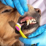 Preventing Tartar, Bad Breath, and Gum Disease in Dogs | Dog Dental Care Tips