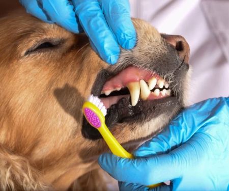 Preventing Tartar, Bad Breath, and Gum Disease in Dogs | Dog Dental Care Tips