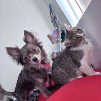 Banfield Pet Hospital ico