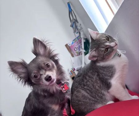 Banfield Pet Hospital