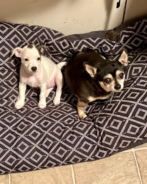 Banfield Pet Hospital Picture 8