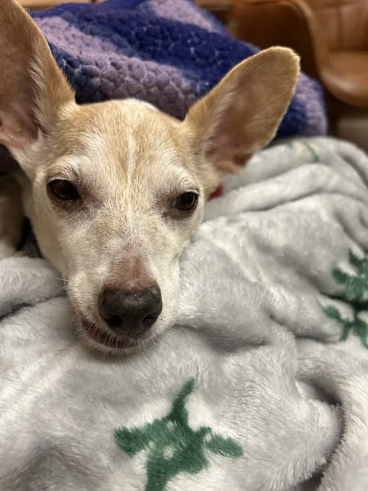 Fullerton Animal Hospital Picture 1
