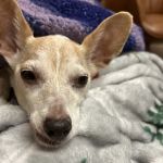 Fullerton Animal Hospital
