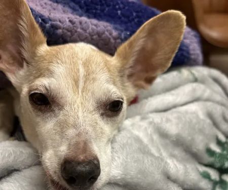 Fullerton Animal Hospital