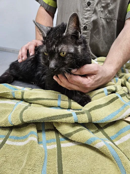 PERRING ANIMAL HOSPITAL Picture 2