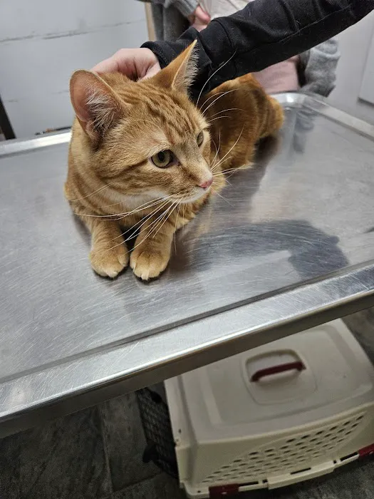 PERRING ANIMAL HOSPITAL Picture 1